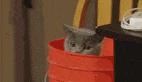 小猫咪能有什么坏心眼呢表情包-小猫咪能有什么坏心眼呢表情包高清版